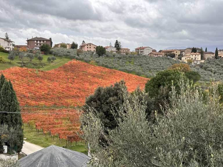 Sagrantino di Montefalco